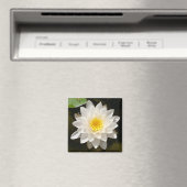 Floating White Wasserlilie Lotus Magnet (In Situ (Geschirrspüler))