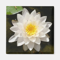 Floating White Wasserlilie Lotus