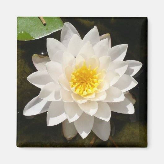 Floating White Wasserlilie Lotus Magnet (Vorne)