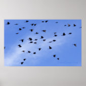 Flock 1 poster (Vorne)