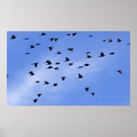 Flock 1 poster (Vorne)