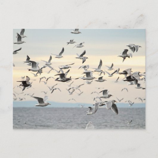 Flock des Seagulls-Fotos Postkarte (Vorderseite)
