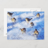 Flock House Sparrows "Passer domesticus" on Postkarte (Vorne/Hinten)