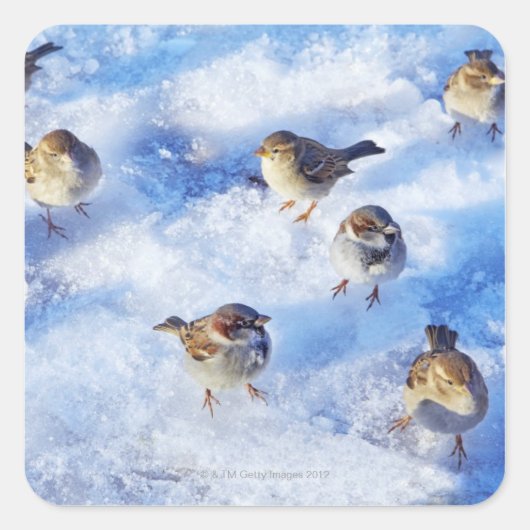 Flock House Sparrows "Passer domesticus" on Quadratischer Aufkleber (Vorderseite)