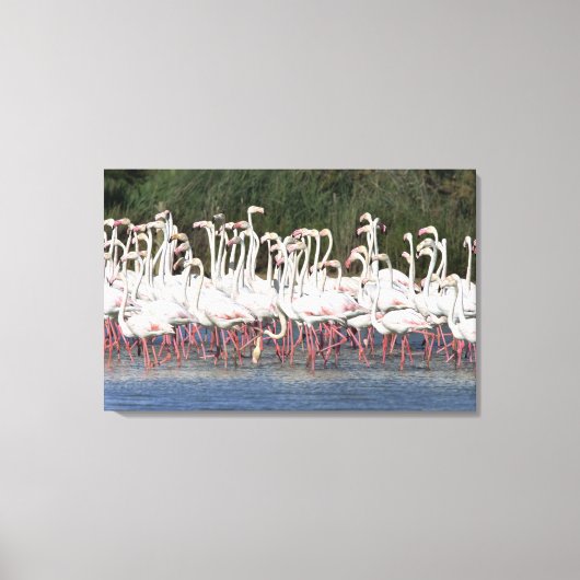 Flock of flamingos wading , Frankreich Leinwanddruck (Vorderseite)