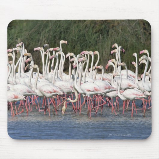 Flock of flamingos wading , Frankreich Mousepad (Vorne)