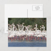 Flock of flamingos wading , Frankreich Postkarte (Vorne/Hinten)
