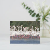 Flock of flamingos wading , Frankreich Postkarte (Stehend Vorderseite)