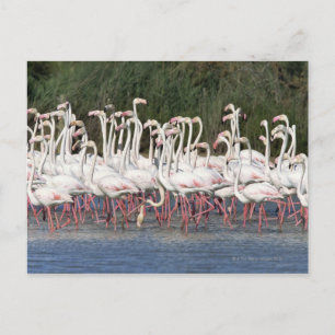 Flock of flamingos wading , Frankreich Postkarte