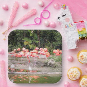Flock von Flamingoes Paper-Tellern Pappteller