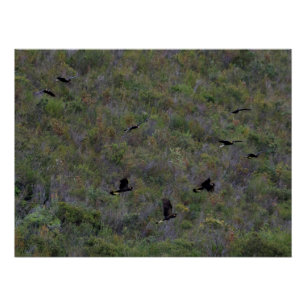 Flock von Gelbschwanz-Schwarzkakados Poster