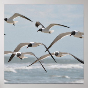 Flock von Seagulls am Meer Poster