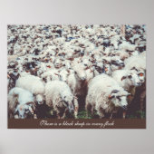 Flock von weißen und schwarzen Schafen Poster (Vorne)