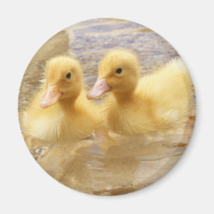 Flockige gelbe Entlein Getty Bild-  Magnet