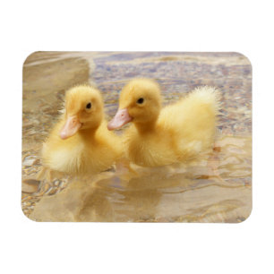 Flockige gelbe Entlein Getty Bild-  Magnet