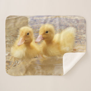 Flockige gelbe Entlein Getty Bild-  Sherpadecke