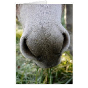 Flockige Nasen-Karte