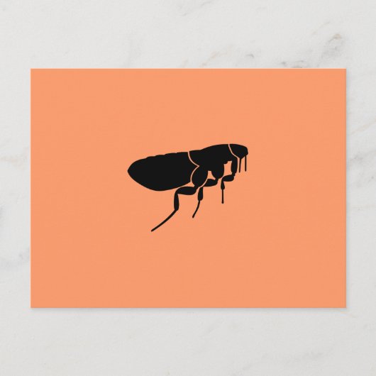 Floh Postkarte (Vorderseite)