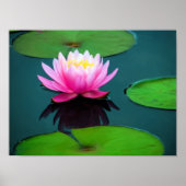 Flor 06 Ninféia Rosa Poster (Vorne)