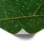 Flor da morte poster (Ecke)