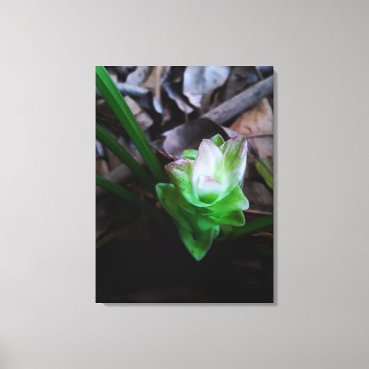 flor de açafrão da terra leinwanddruck (Vorderseite)