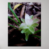 flor de açafrão da-terra poster (Vorne)