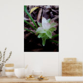 flor de açafrão da-terra poster (Küche)