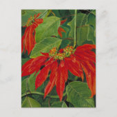 Flor de Pascua oder Osterfeier, berühmte Blume, Postkarte (Vorderseite)