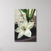 flor de pimentão leinwanddruck (Vorderseite)