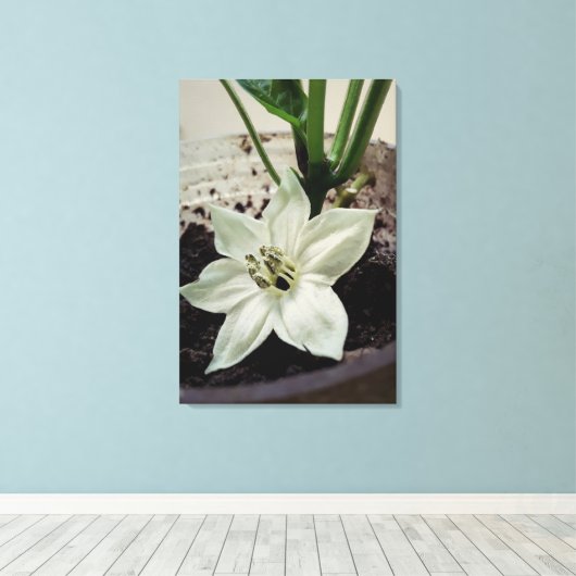 flor de pimentão leinwanddruck (Insitu (Holzboden))