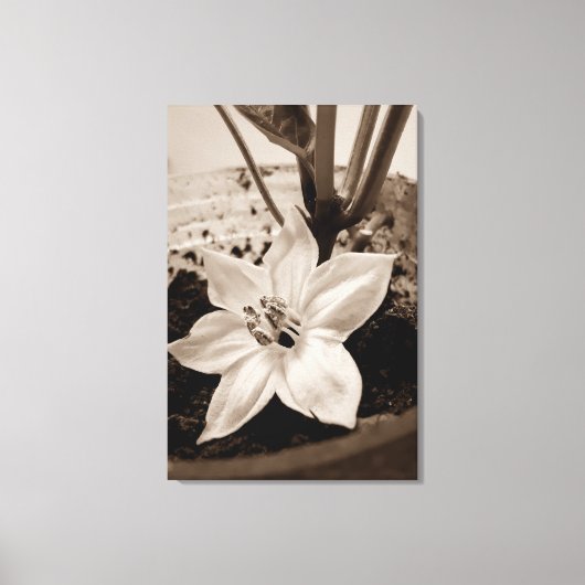 flor de pimentão - old leinwanddruck (Vorderseite)