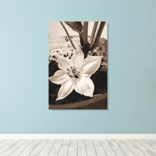 flor de pimentão - old leinwanddruck (Insitu (Holzboden))