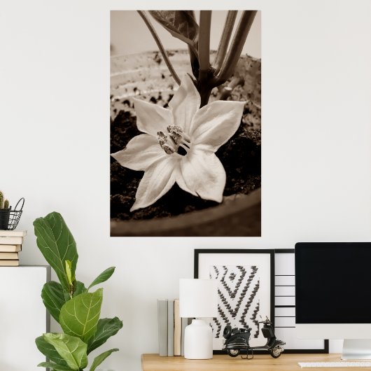 flor de pimentão - old poster (Heimbüro)