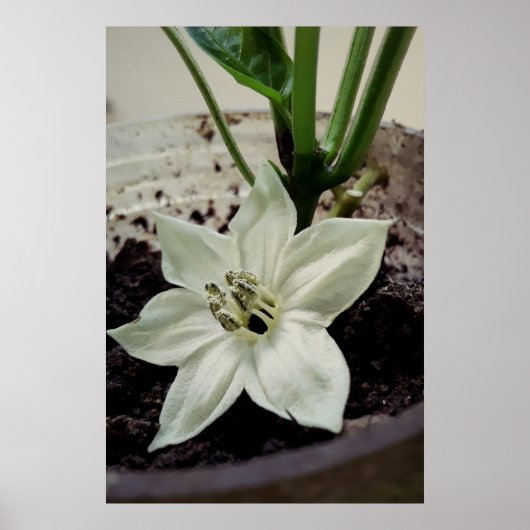flor de pimentão poster (Vorne)