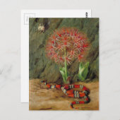Flor Imperiale, Coral Snake and Spider, Brasilien Postkarte (Vorne/Hinten)