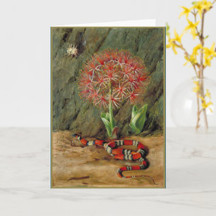 Flor Imperiale Korallenschlange und Spinne Karte