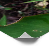 flor laranjada poster (Ecke)