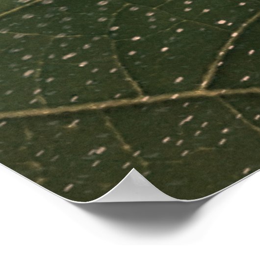 flor mortal poster (Ecke)