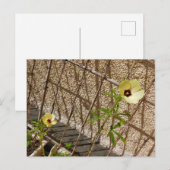 Flor Quiabo Flower green & yellow Postkarte (Vorne/Hinten)