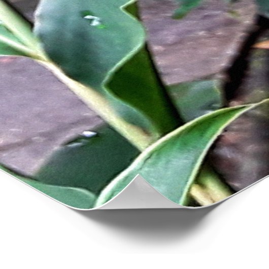 flor vermelha poster (Ecke)