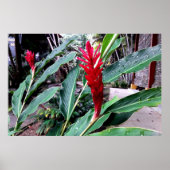 flor vermelha poster (Vorne)