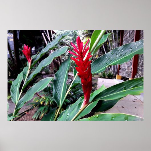 flor vermelha poster (Vorne)