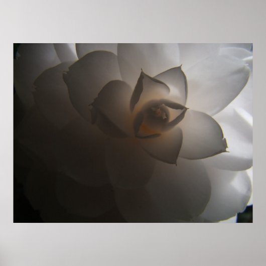 Flora Dramatica Poster (Vorne)