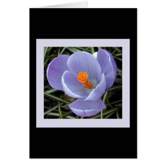 Flora für Frühling #2