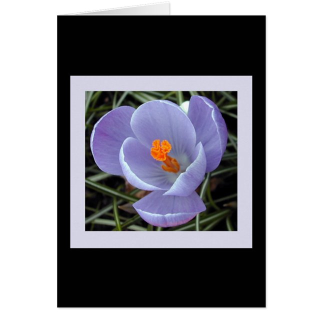 Flora für Frühling #2 (Vorne)