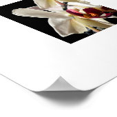 Flora Highlights Weißer Phalaenopsis Orchideen Poster (Ecke)