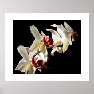 Flora Highlights Weißer Phalaenopsis Orchideen Poster