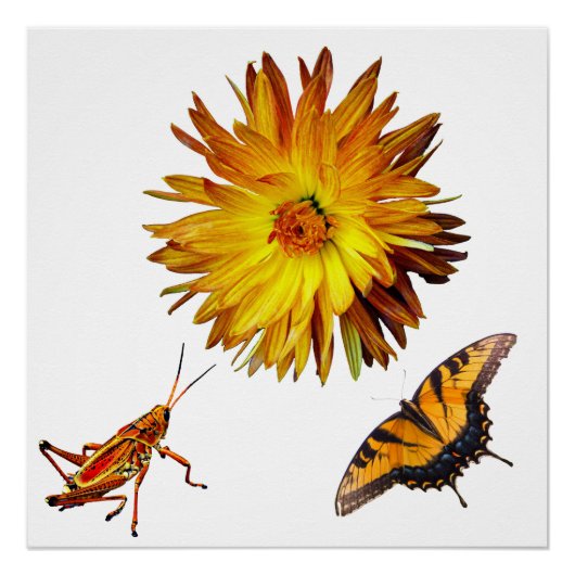 Flora und Fauna Poster (Vorderseite)