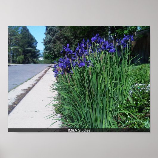 Floral Along Path Poster (Vorne)