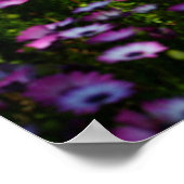 "Floral Bridge", African Daisies Poster (Ecke)